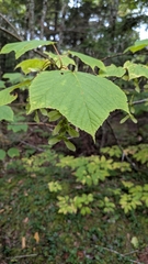 Acer pensylvanicum, photograph (c) alicia penney, some rights reserved (CC BY)