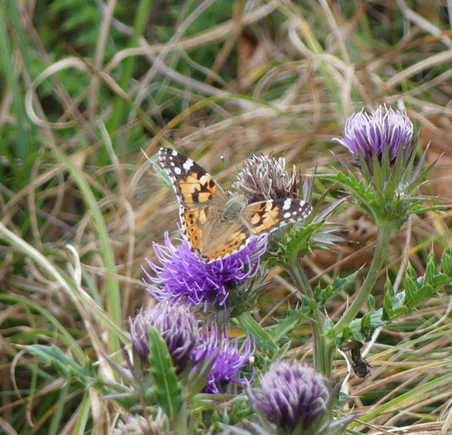 Painted Lady