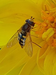 Episyrphus balteatus