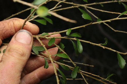 Porcupine Shrub