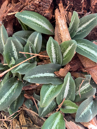 Western Rattlesnake Plantain