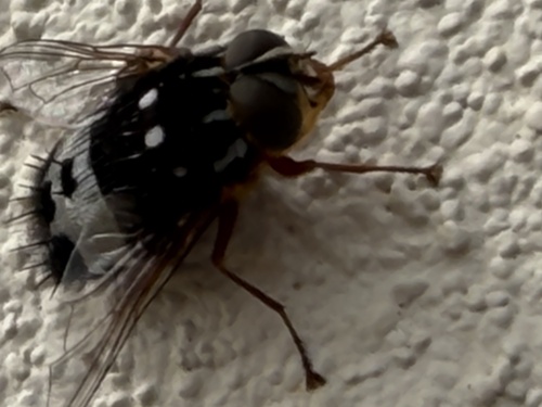 Formosia observed 2026-09-27