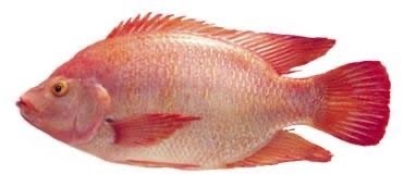 Nile Tilapia