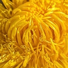 Taraxacum officinale