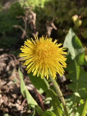 Taraxacum officinale