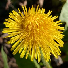 Taraxacum officinale
