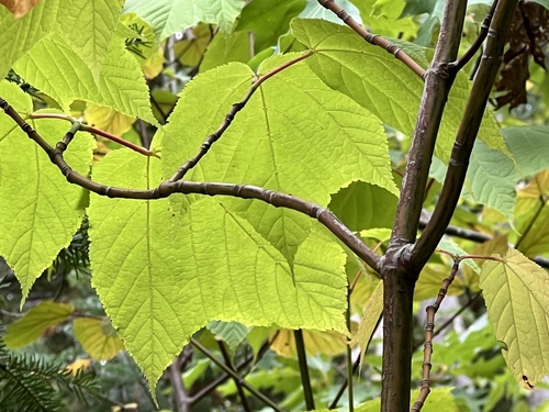 Acer pensylvanicum, photograph 2