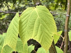 Acer pensylvanicum
