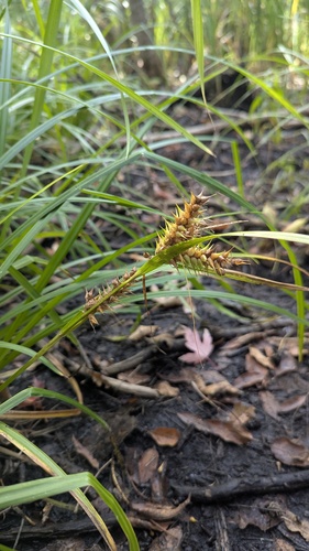 Carex × macounii, photograph 1