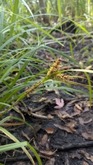 Carex × macounii, photograph Marc-Aurèle Vallée, CC0, iNaturalist via GBIF
