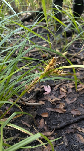 Carex macounii
