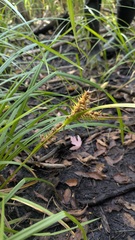 Carex × macounii