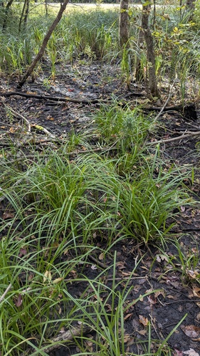 Carex × macounii, photograph 2