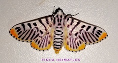 Polygrammodes maccalis