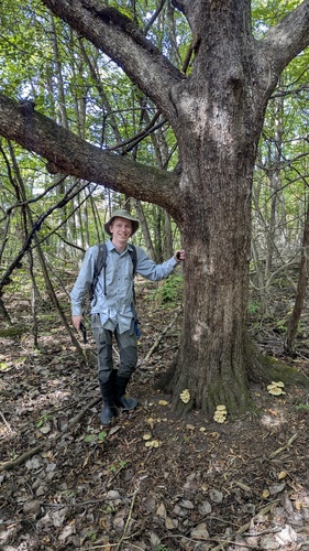 Ostrya virginiana, photograph 3