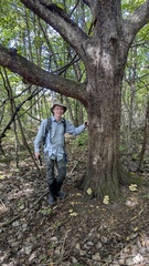 Ostrya virginiana, photograph author not stated, no rights reserved