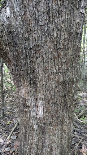Ostrya virginiana, photograph 2