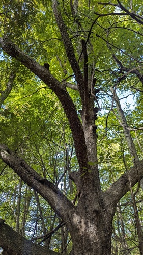 Ostrya virginiana