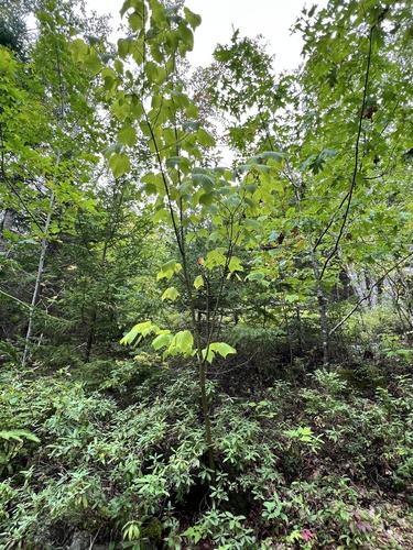 Acer pensylvanicum, photograph 1
