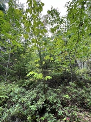 Acer pensylvanicum, photograph author not stated, no rights reserved