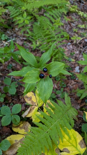 Medeola virginiana