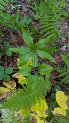 Medeola virginiana, photograph (c) alicia penney, some rights reserved (CC BY)