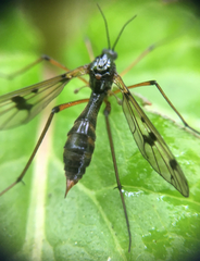 Ptychoptera contaminata