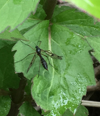 Ptychoptera contaminata