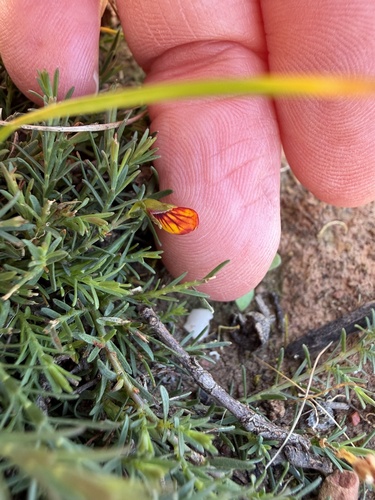 common eutaxia