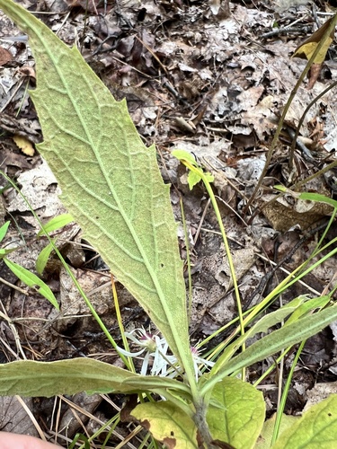 Oclemena acuminata, photograph 2