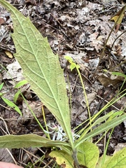 Oclemena acuminata, photograph author not stated, no rights reserved