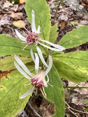 Oclemena acuminata, photograph author not stated, no rights reserved
