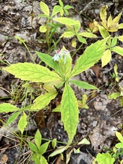 Oclemena acuminata