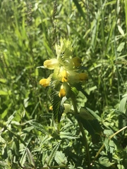 Rhinanthus serotinus