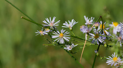 Symphyotrichum ascendens, photograph (c) Daughter Dad, some rights reserved (CC BY)