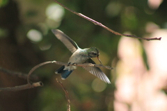 Cynanthus latirostris
