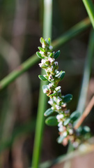 Polygonum aviculare