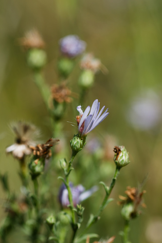Symphyotrichum ascendens, photograph 5