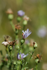(c) Daughter Dad, some rights reserved (CC BY) Symphyotrichum ascendens, photograph (c) Daughter Dad, some rights reserved (CC BY)