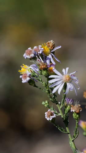 Symphyotrichum ascendens, photograph 4
