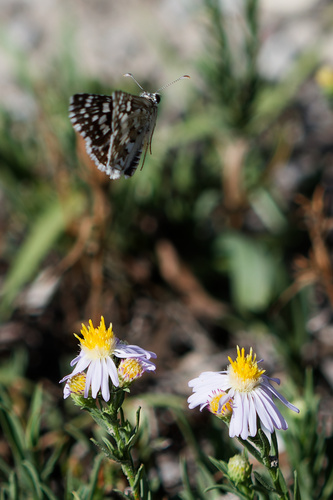 Symphyotrichum ascendens, photograph 3