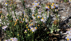 (c) Daughter Dad, some rights reserved (CC BY) Symphyotrichum ascendens, photograph (c) Daughter Dad, some rights reserved (CC BY)