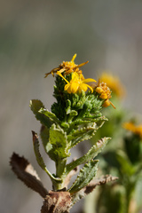 Grindelia squarrosa, photograph (c) Daughter Dad, some rights reserved (CC BY)