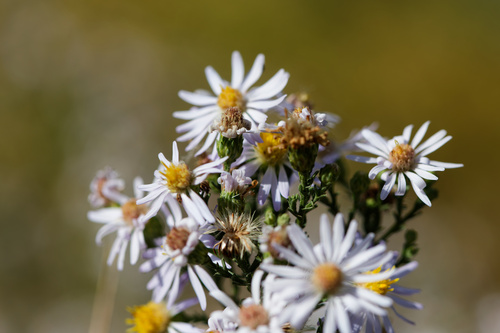 Symphyotrichum ascendens, photograph 1