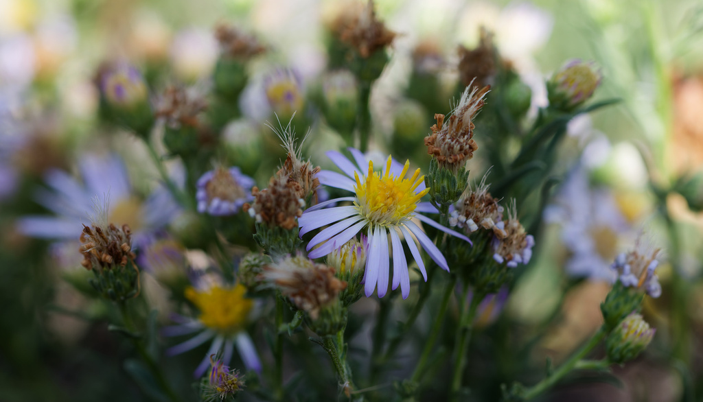 Symphyotrichum ascendens; photograph (c) Daughter Dad, some rights reserved (CC BY)