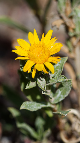Grindelia squarrosa, photograph 1