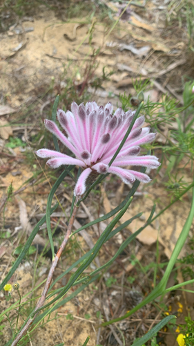 Petrophile linearis, photograph 3