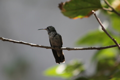 Cynanthus latirostris