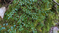 Gaultheria hispidula