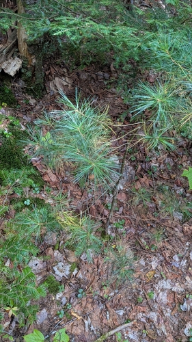 Pinus strobus, photograph 1